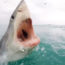 White shark cage diving. Photo: screenshot of stock material