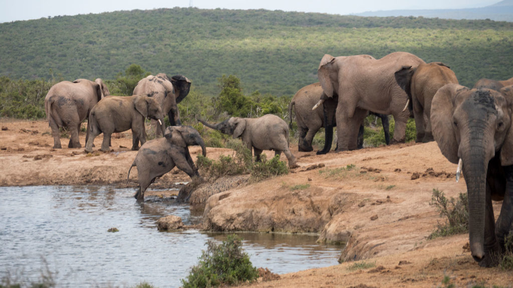 Addo Elephant Park