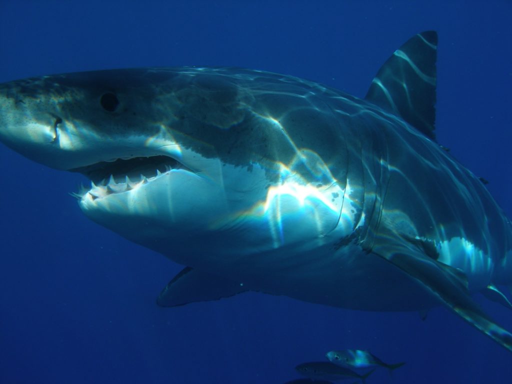 Een witte haai met zijn tanden bloot, dicht bij de camera.