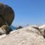 Pinguins op Boulders Beach Kaapstad