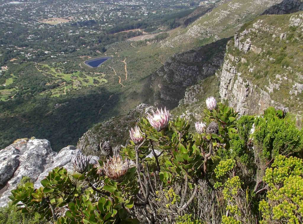 Groen fynbos met roze bloemen staat op de rand van de Tafelberg