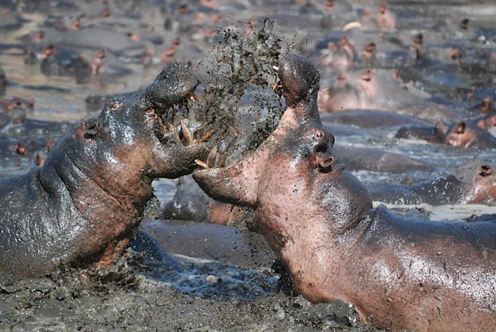 Twee nijlpaarden in een modderpoel gaan elkaar te lijf terwijl de modder om hun heen omhoog schiet