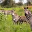Meerdere zebra's draven door het hoge groene gras van Katavi National Park