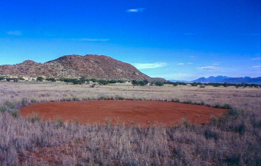 Dit is een fairy circle van twaalf meter. Het gras er omheen is groen grijzig en de grond in de cirkel donker oranje