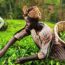Twee vrouwen plukken thee in de groene velden van Limuru