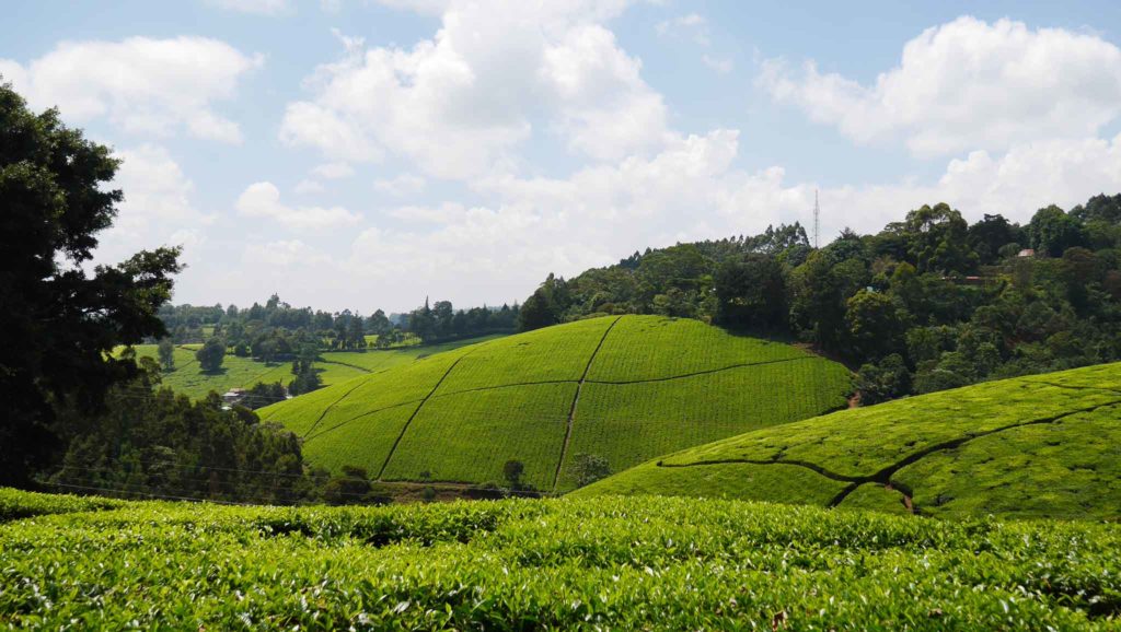De groene heuvels in Limuru gezien vanaf Kimabethu's estate