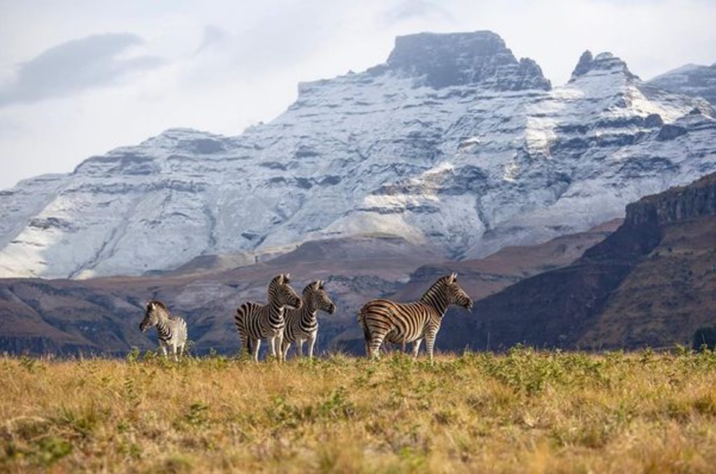 Vier zebra's grazen door het groengele gras terwijl achter hen de drakensberg witgekleurd naar de hemel rijken