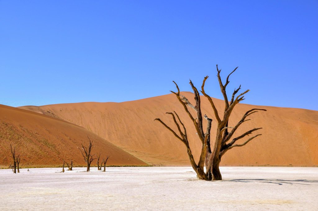 Eén van de overleden bomen  in deadvlei. een naburige vlei van Sossusvlei