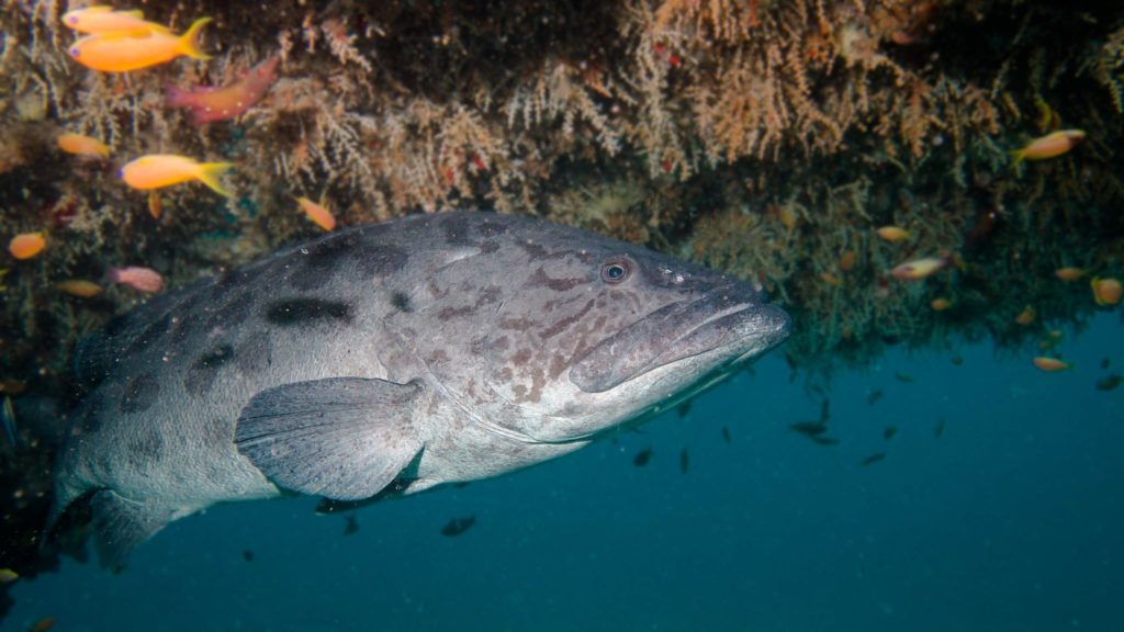 Een grote zeebaars in Ponta do Ouro