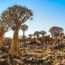 Quiver Tree Forest Keetmanshoop