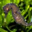 Knysna Seahorse