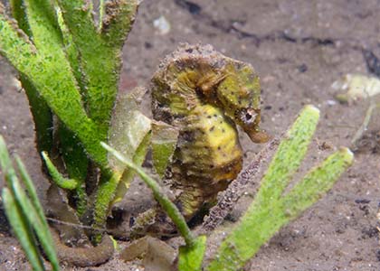 Knysna Seahorse