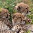 Great Migration in Ndutu