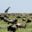 Op safari in Serengeti Nationaal Park