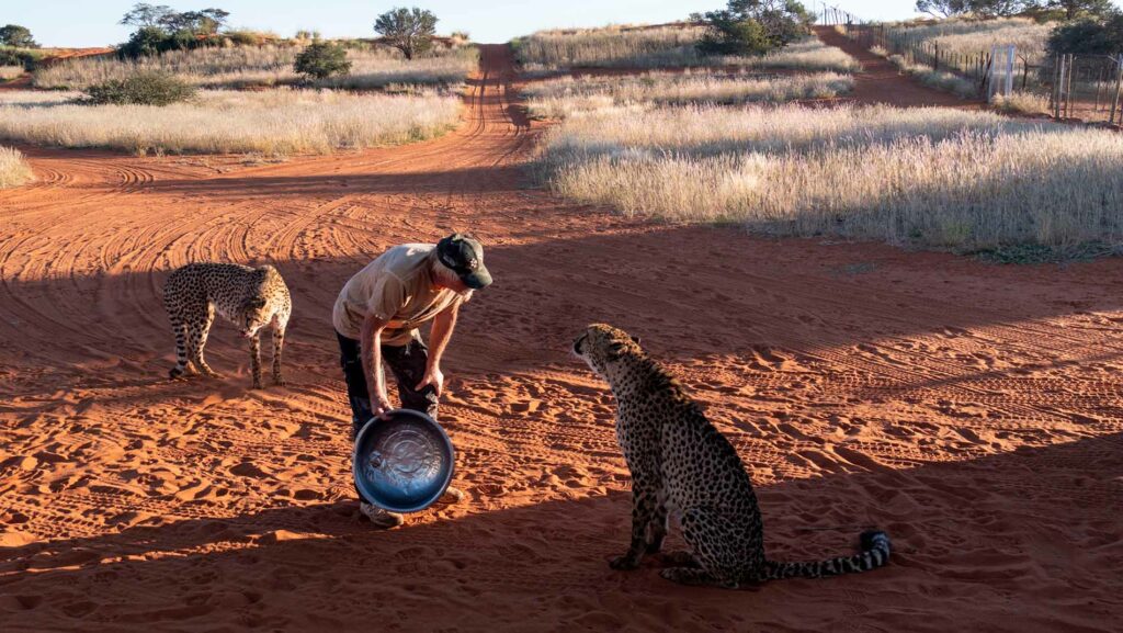 Cheeta Conservatie